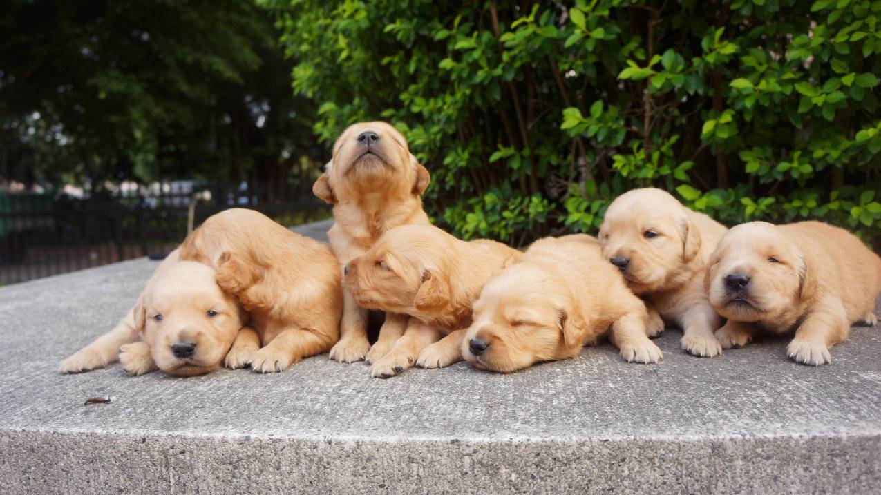 苹果id显示由于访问限制,无法退出登录怎么办 ， 苹果id被锁了怎么解锁  - 55dz账号网