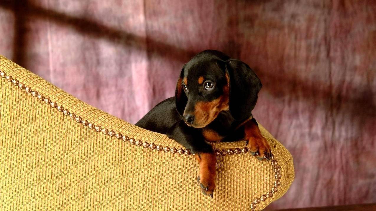 苹果手机的账号注销不了怎么办? ， 苹果ID注销后还能重新注册吗?  - 55dz账号网