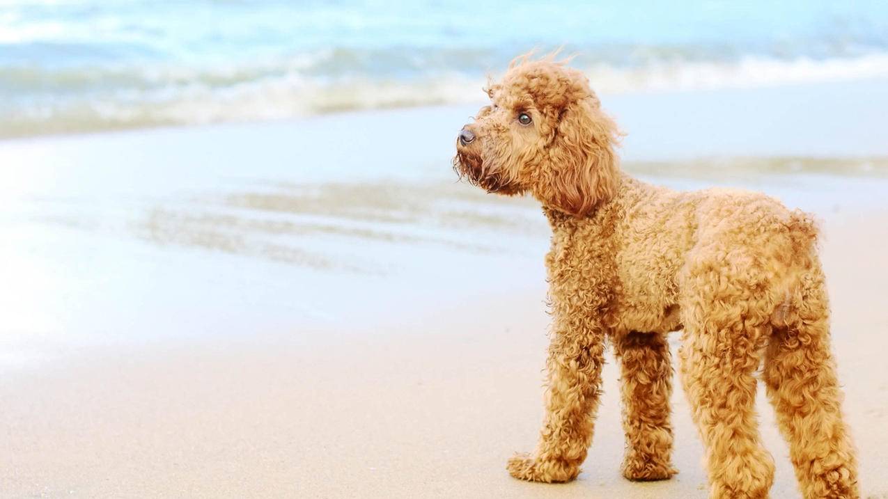 Win10Chrome浏览器字体显示不正常怎么办?Win10Chrome浏览器字体不正常解决方法  ( 为什么chrome浏览器字体模糊? ) - 55dz账号网