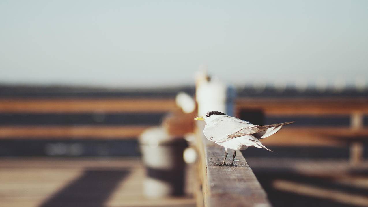 越南苹果id免费账号密码大全2022 - 各区苹果ID - 55dz账号网