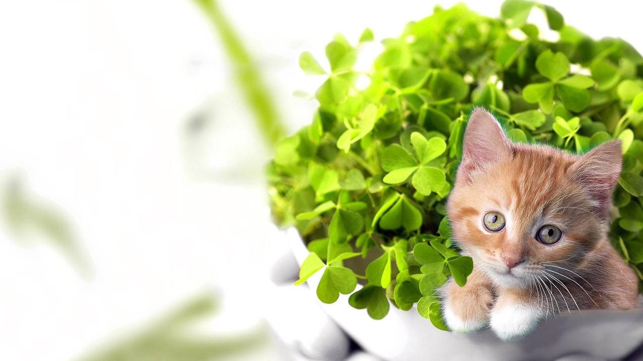 如何切换日本appleid的帐户_appleid日本账号怎么填 - 日本苹果ID - 55dz账号网