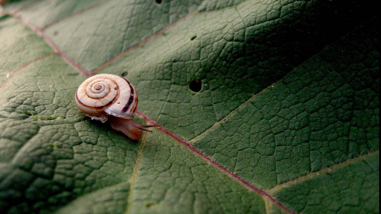 快手双击量在线刷免费网站蚂蚁 - 拼多多代砍在线接单,