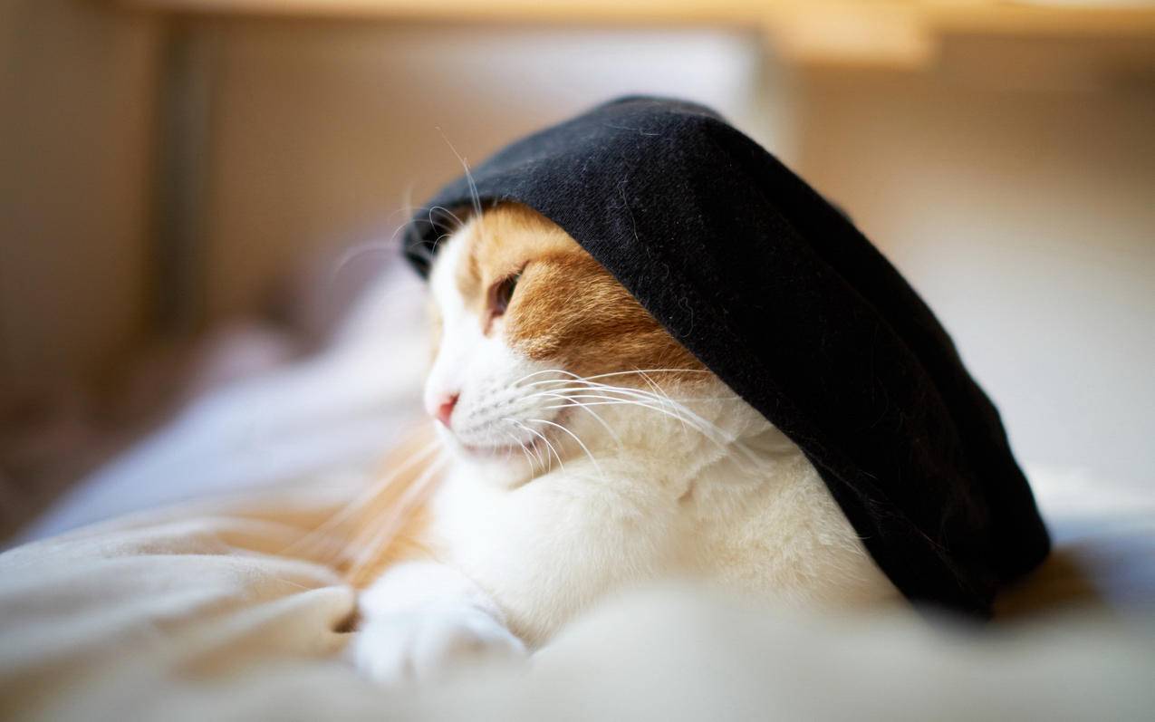 台湾appleid第一个字母大写吗_苹果id第一个字母是大写吗 - 台湾苹果ID - 55dz账号网