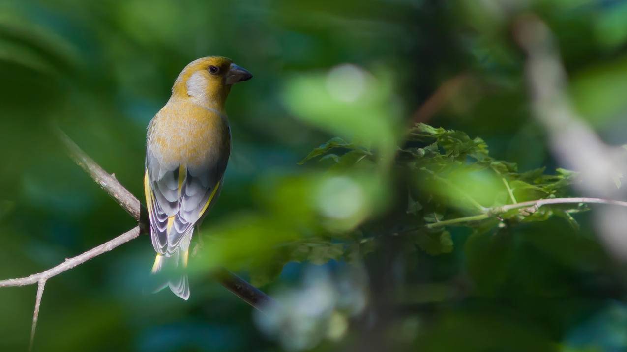 apple我的日本appleid管理页面_日本苹果id登录 - 日本苹果ID - 55dz账号网