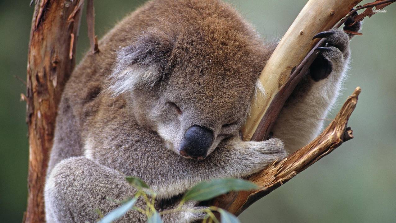 张一鸣出售tiktok原因_tiktok总裁张一鸣 - 苹果APP下载 - 55dz账号网