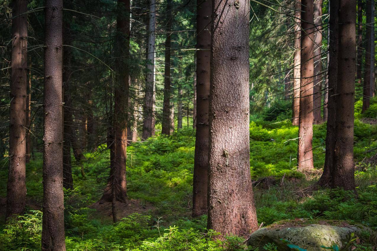 越南苹果id怎么查看几个人用 - 各区苹果ID - 55dz账号网