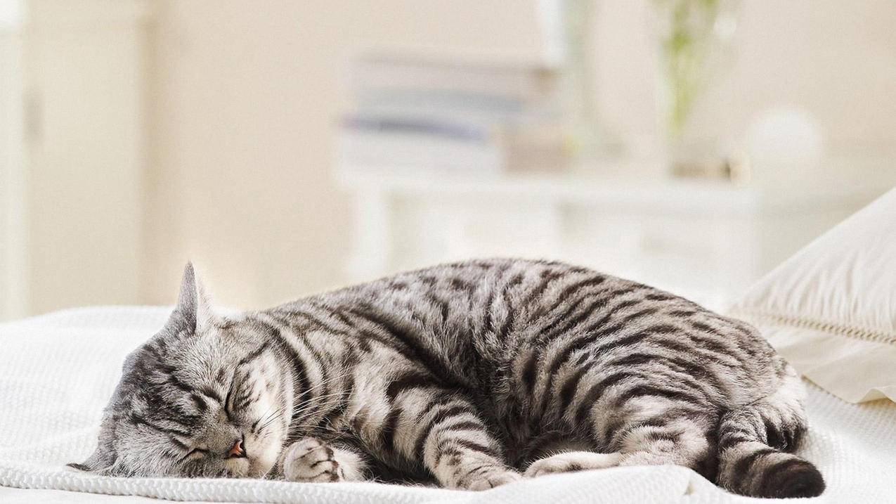 apple id密码重置方法 ， 苹果手机更改ID。手机里面的内容还能保持吗?  - 55dz账号网