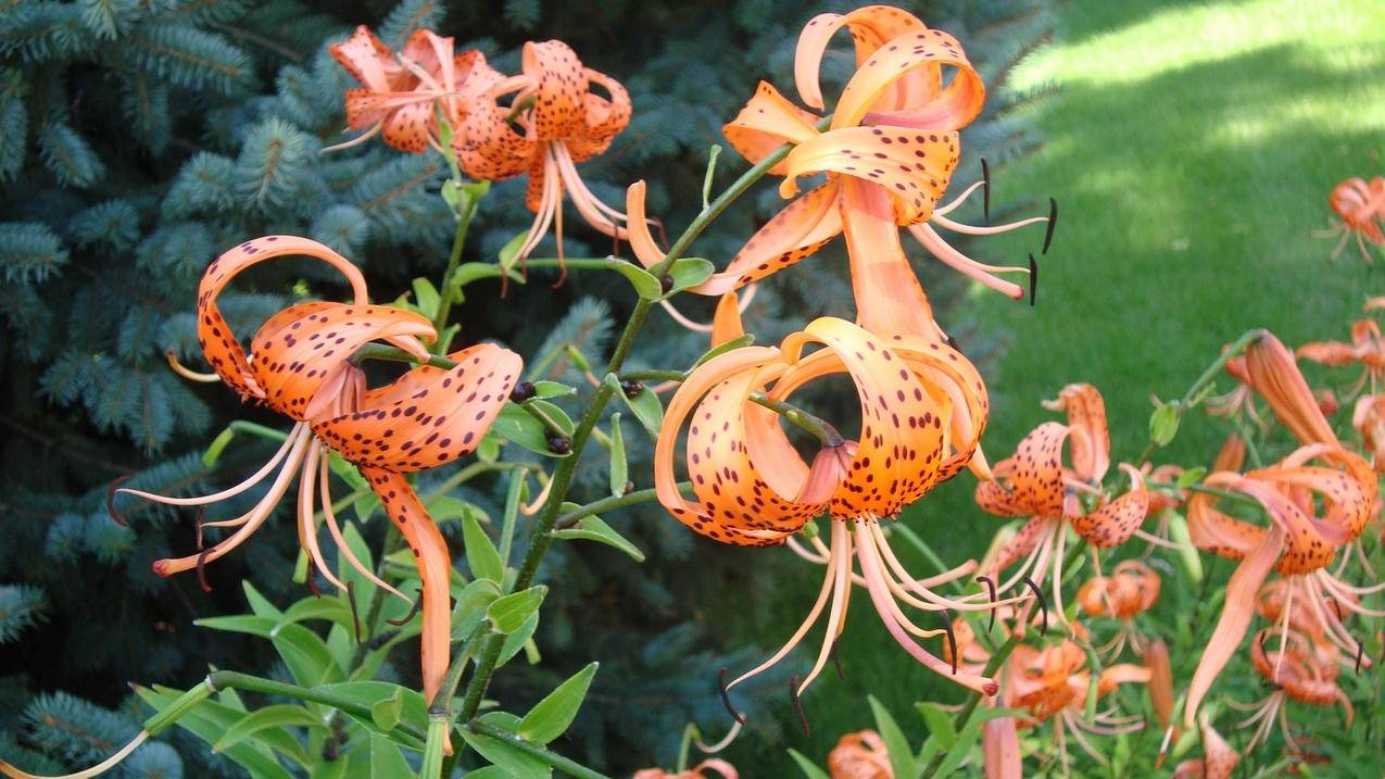 推特里的赖是什么_推特里赖是什么意思 - tw相关 - 55dz账号网