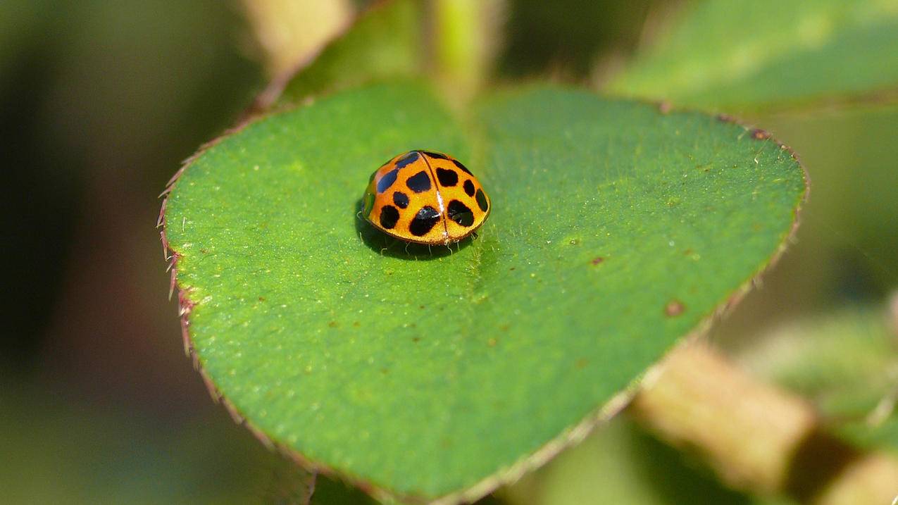 免费ios台湾appstore账号分享[100%可用]_海外账号购买网