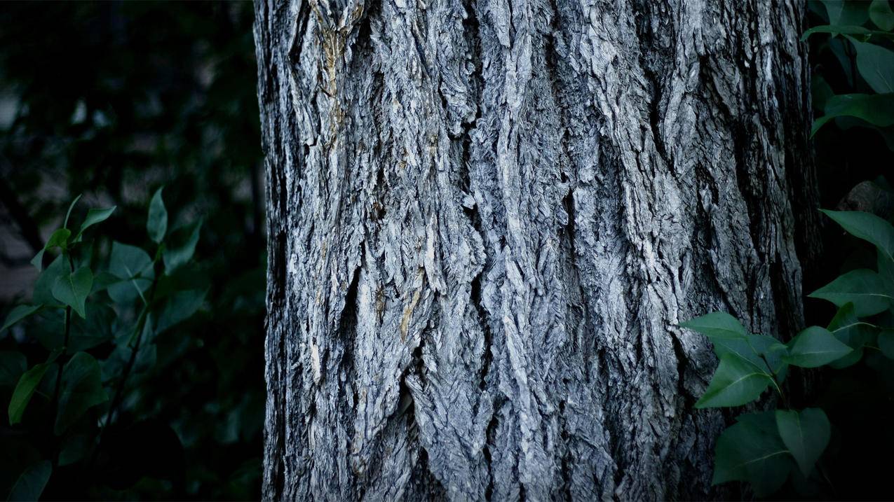 2020qq刷svip永久网站 - qq买赞1毛100赞连接,抖音浏览量免费刷网站,梓豪代刷平台,硕硕代刷