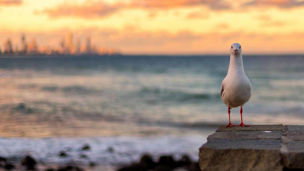 苹果手机登录appleid和密码是什么_苹果手机的appleid和密码是什么 - Apple ID相关 - 55dz账号网