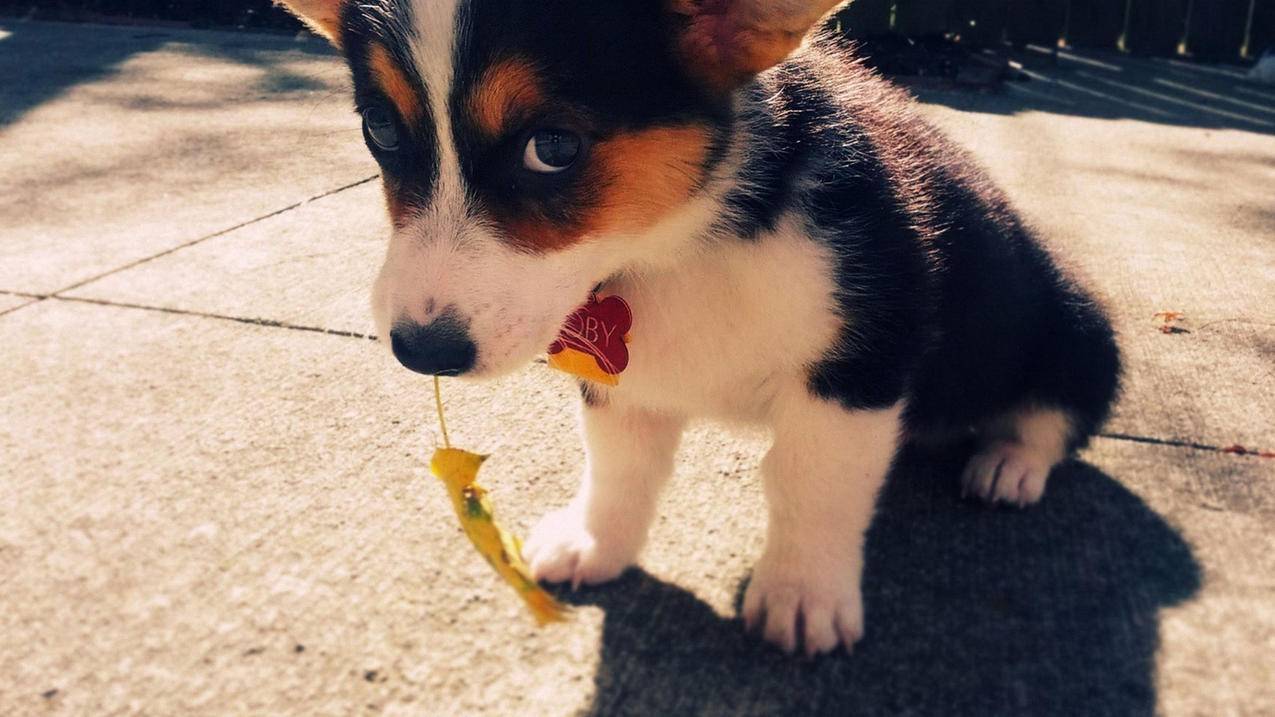 达内前端培训培训什么 - ks自助下单 - ks业务下单