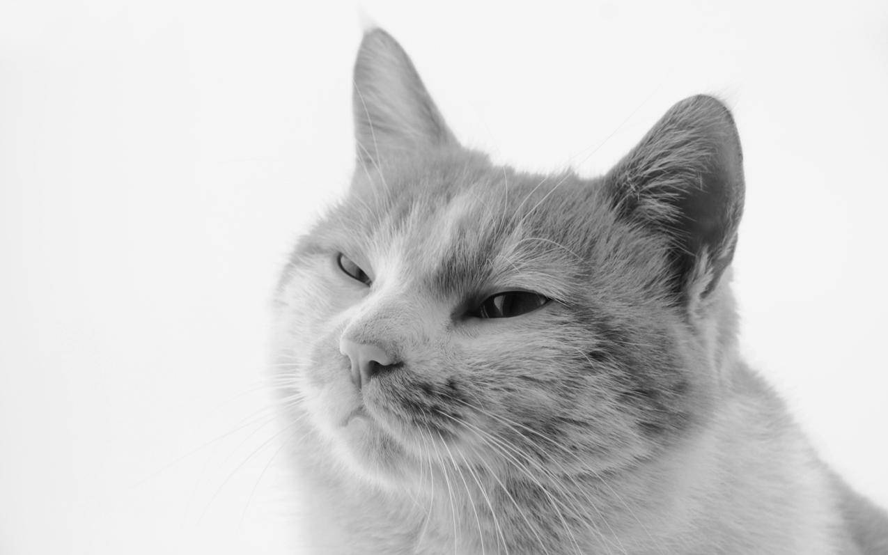 拼多多砍价王怎么样-dy业务网