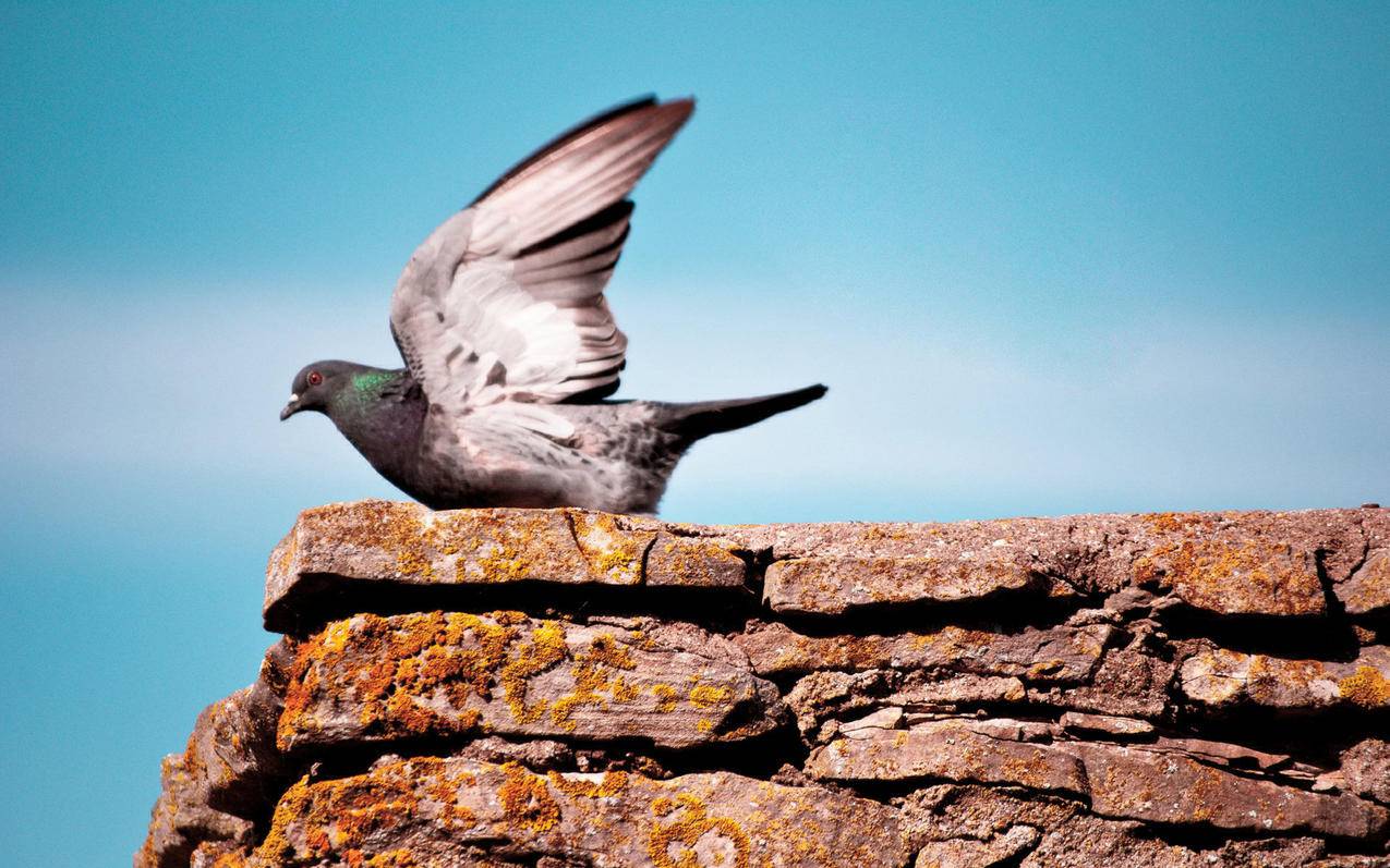 越南苹果id密码忘了账号又被锁定怎么办 - 各区苹果ID - 55dz账号网