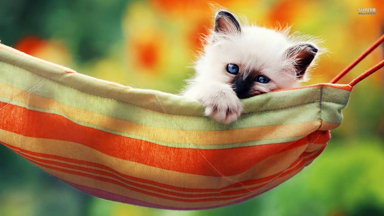 英雄联盟云顶之弈手游美服？lol云顶之弈手游不能登录的解决办法 - Apple ID相关 - 55dz账号网