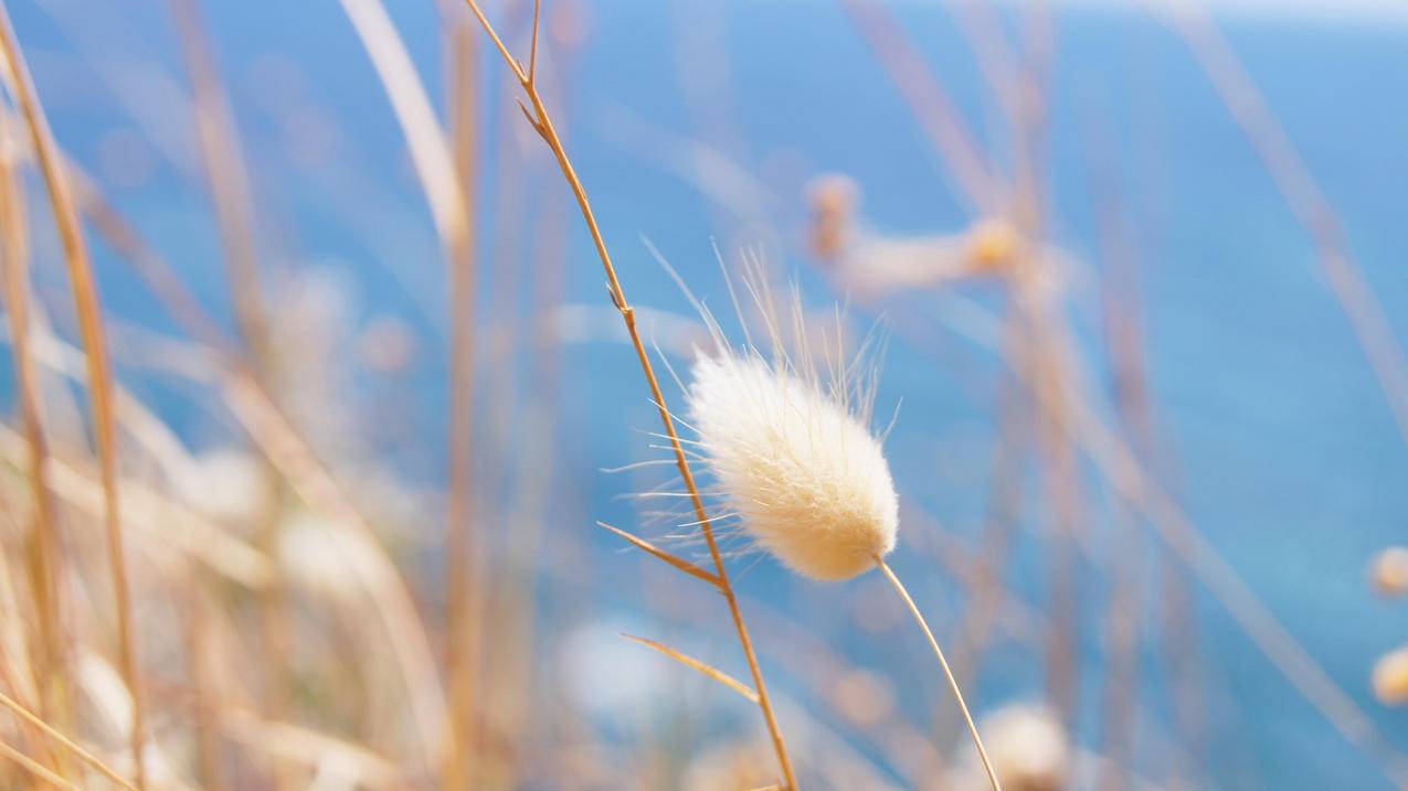 fatego日服下载内置修改器_fatego日服中文补丁 - 日本苹果ID - 55dz账号网