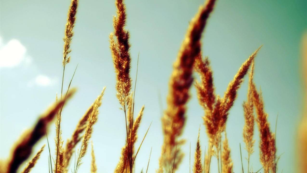 苹果手机不能登陆安卓id账号是什么原因  ( ios无法登陆韩国id ) - 55dz账号网