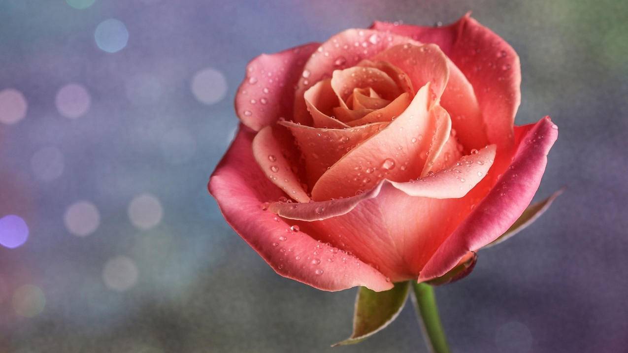 favourite拆分记忆_fault拆分记忆 - messenger相关 - 55dz账号网