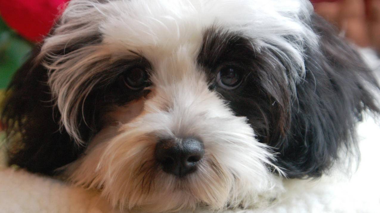 韩国appleid怎么申请_怎么关掉百度云的自动续费 - 韩国苹果id - 55dz账号网