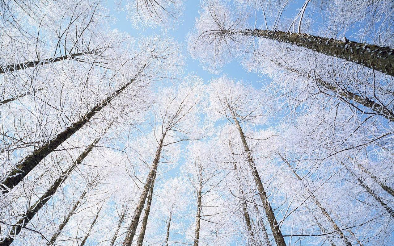 如何创日本苹果id账户_如何创日本苹果id账户教程 - 日本苹果ID - 55dz账号网