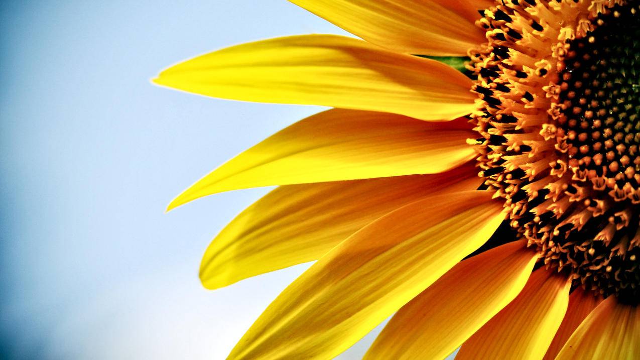 抖音链接刷赞 - 0.01元一万快手粉丝-快手刷粉业务卡盟