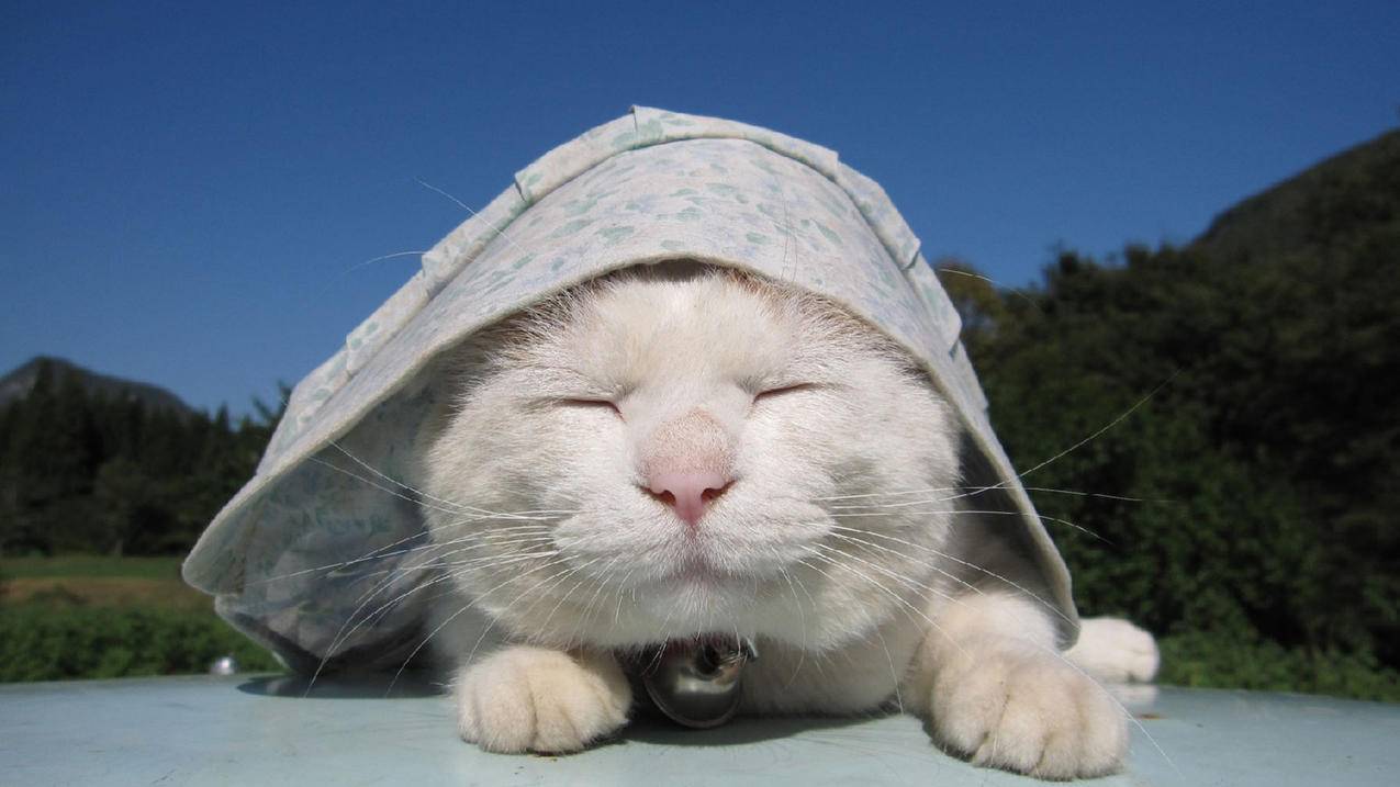 qq空间神器 - qq空间刷网+最低价豪-晨男刷赞平台