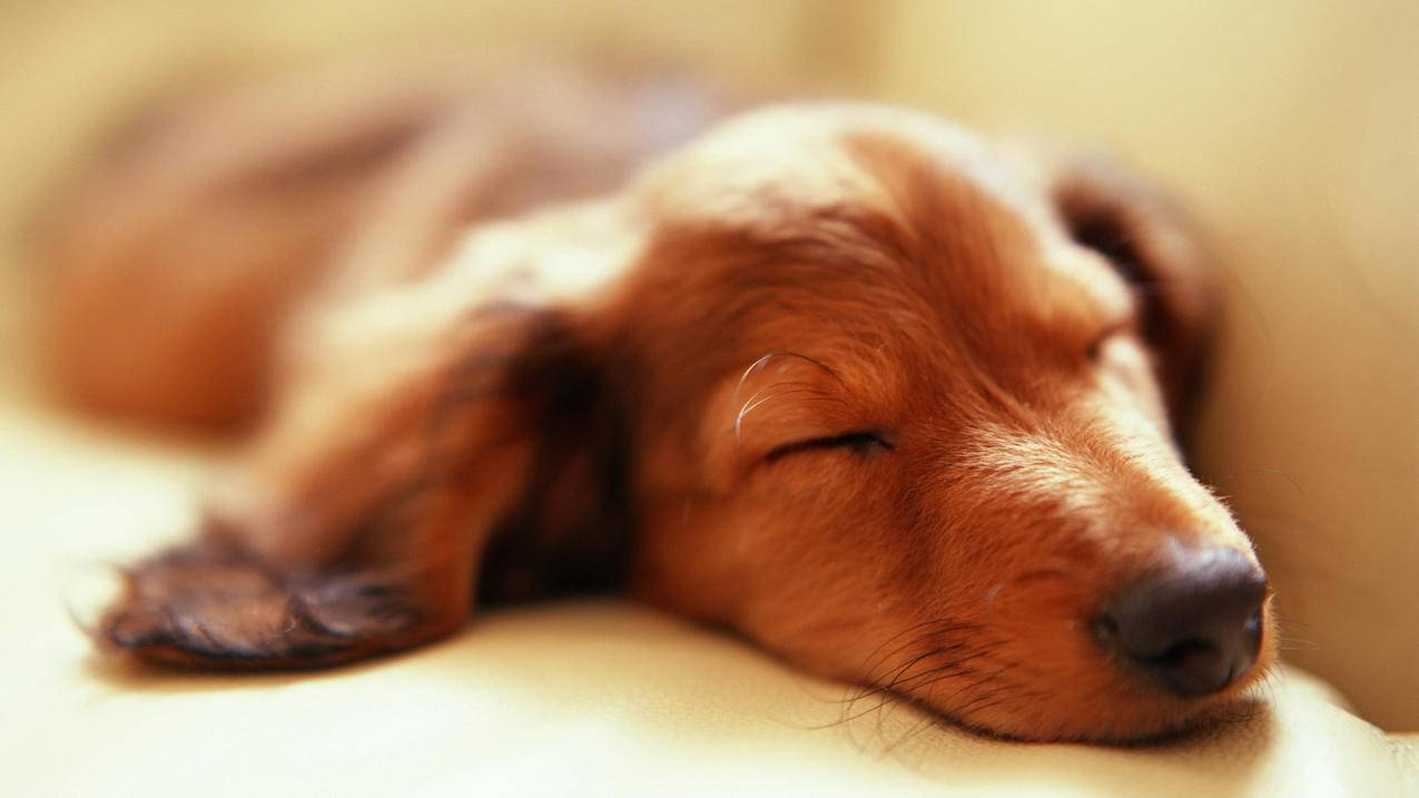 zoom为什么登陆不上去_为何zoom登陆不了 - zoom相关 - 55dz账号网