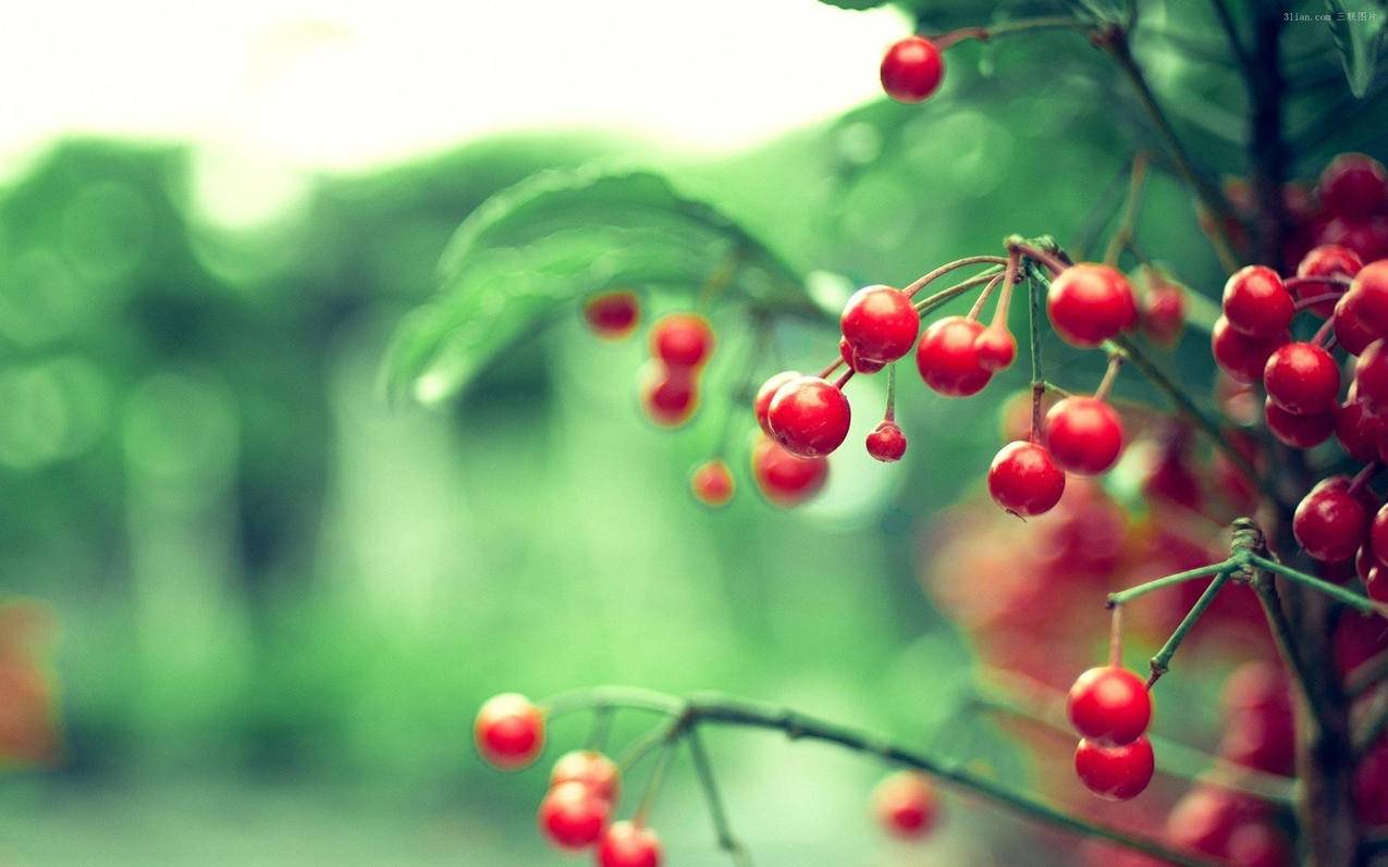 eshop美服点卡黑卡_美服eshop点卡怎么用 - 美国苹果ID - 55dz账号网