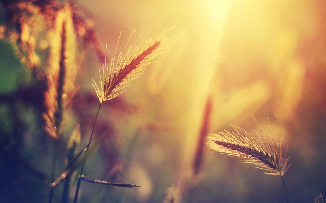 facebook友缘功能怎么使用_facebook友缘人对话在哪里开 - facebook相关 - 55dz账号网