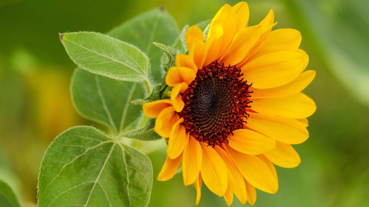 同一个越南苹果id怎么不共享任何东西iPad（苹果手机越南id共享） - 各区苹果ID - 55dz账号网