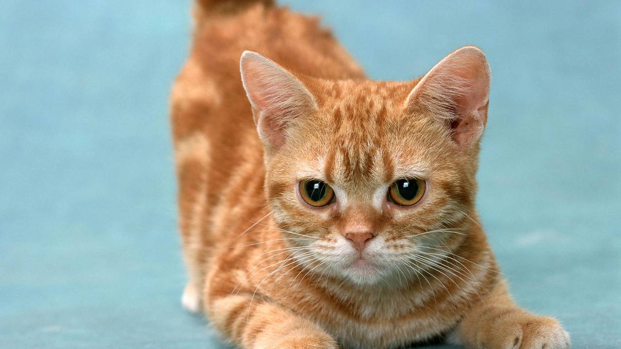 facebook如何添加附近的人_facebook能不能搜索附近的人 - facebook相关 - 55dz账号网