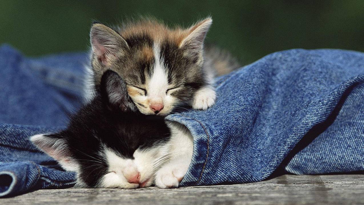 小红书如何 官方帐号 - 自助平台 - dy业务网