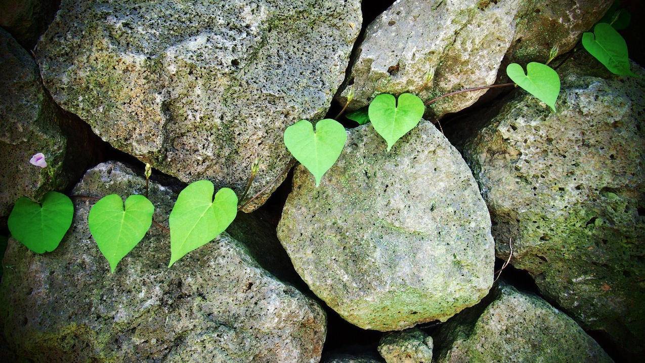 妩媚抖音歌曲叫什么-dy业务网