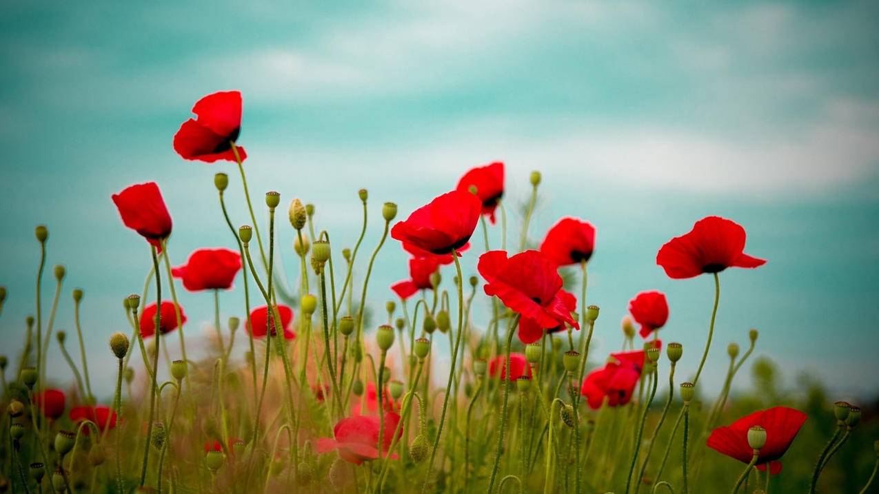 老字号网址 - 快手点赞刷赞评论软件-热拉刷关注-新浪微博免费刷票软件