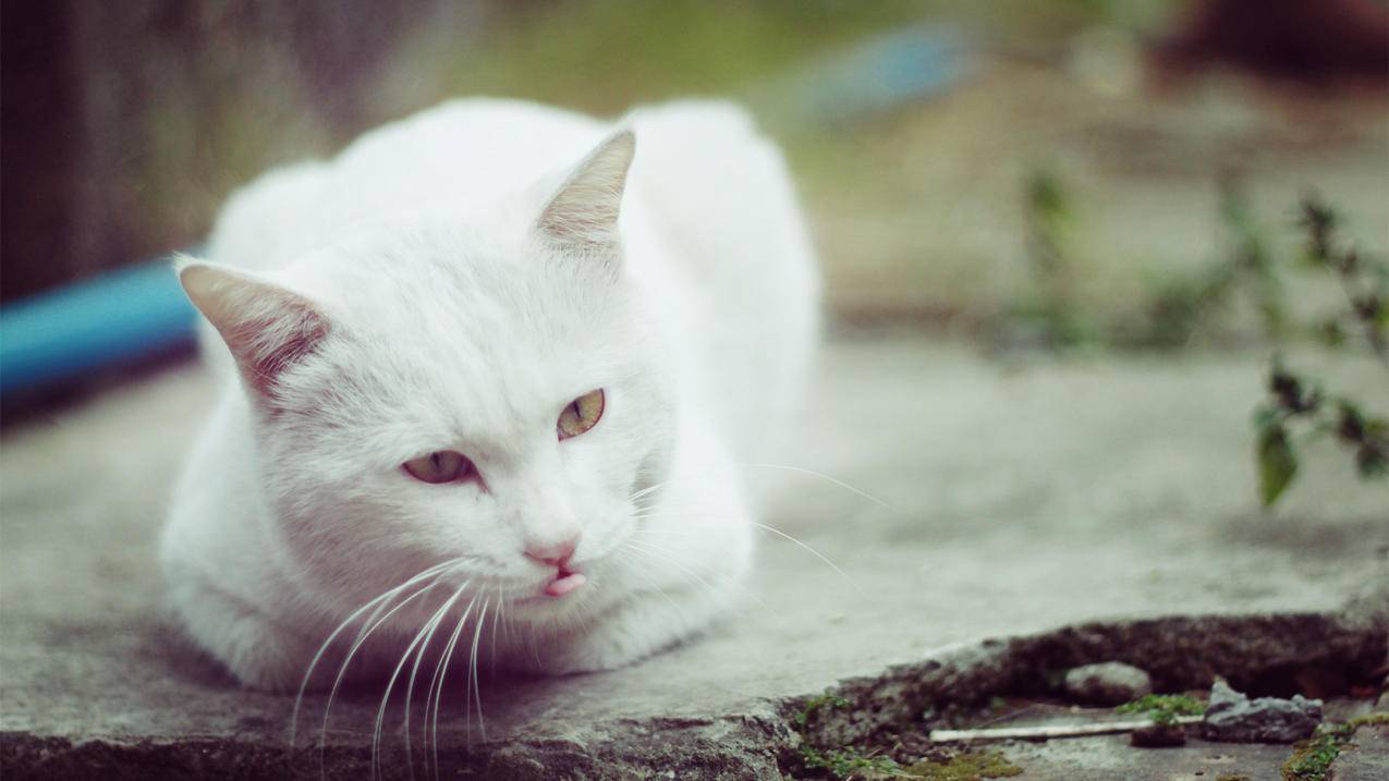 拼多多砍价dw多少钱 - ks业务 - 蘑菇业务网