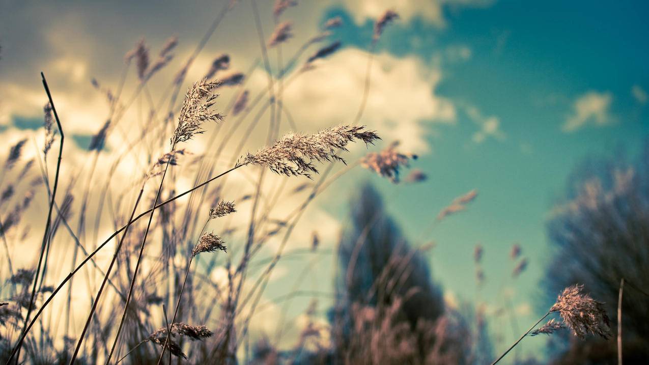 如何设置千川投放时间？ - 自助下单平台 - ks业务网