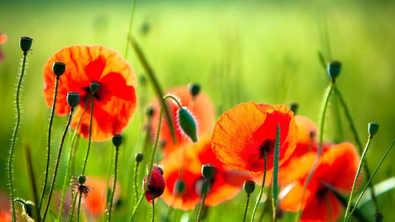 澳门Apple Store可用账户共享[及时退出登录]_海外appleid