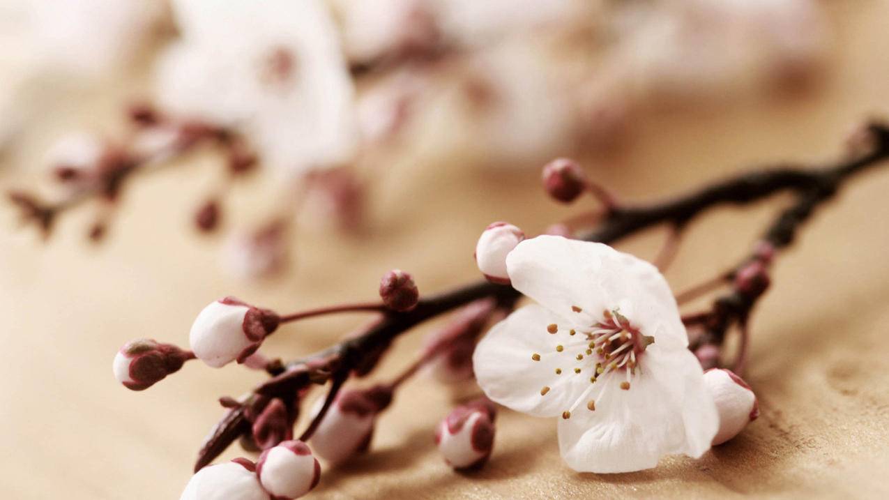 tiktok解除锁区_tiktok账号被锁定怎么解锁 - 苹果APP下载 - 55dz账号网