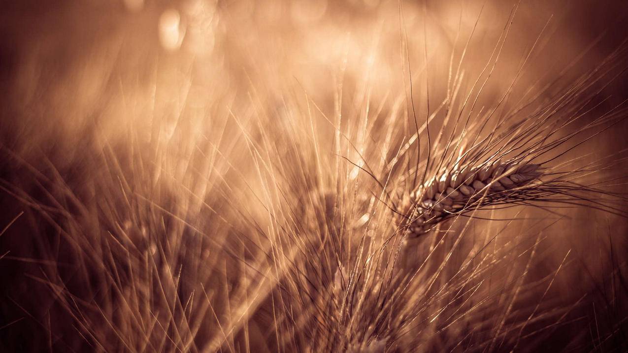 锁屏密码修改越南苹果id怎么关闭（锁屏密码修改越南苹果id怎么关闭） - 各区苹果ID - 55dz账号网