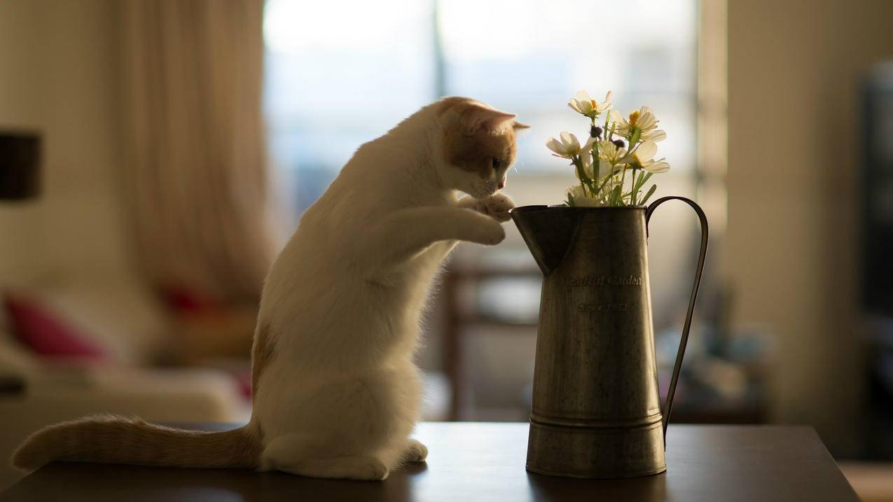 “美式虚伪”侵蚀民众政治权利 - Apple ID相关 - 55dz账号网