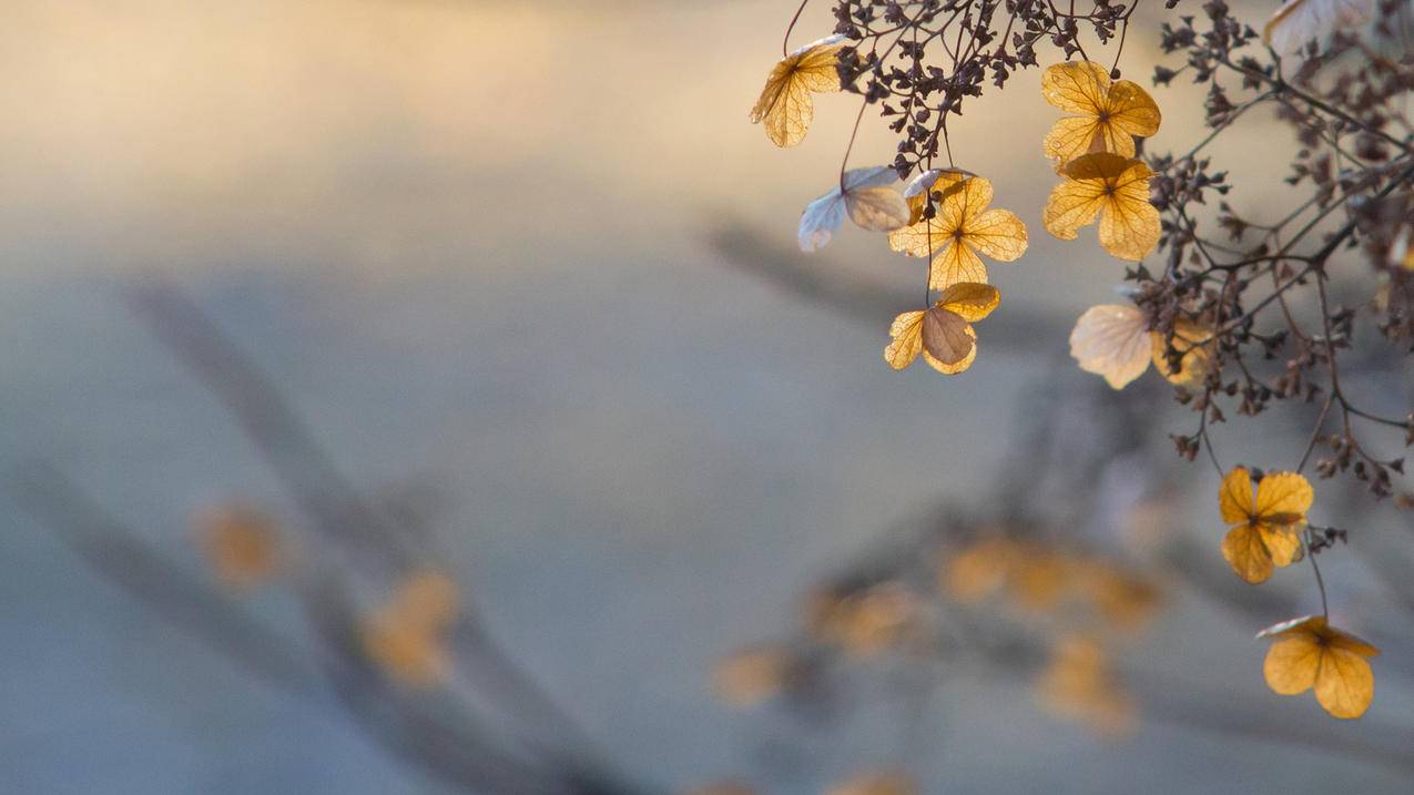 日本appleid怎么定位手机_日本地区apple id电话号码 - 日本苹果ID - 55dz账号网