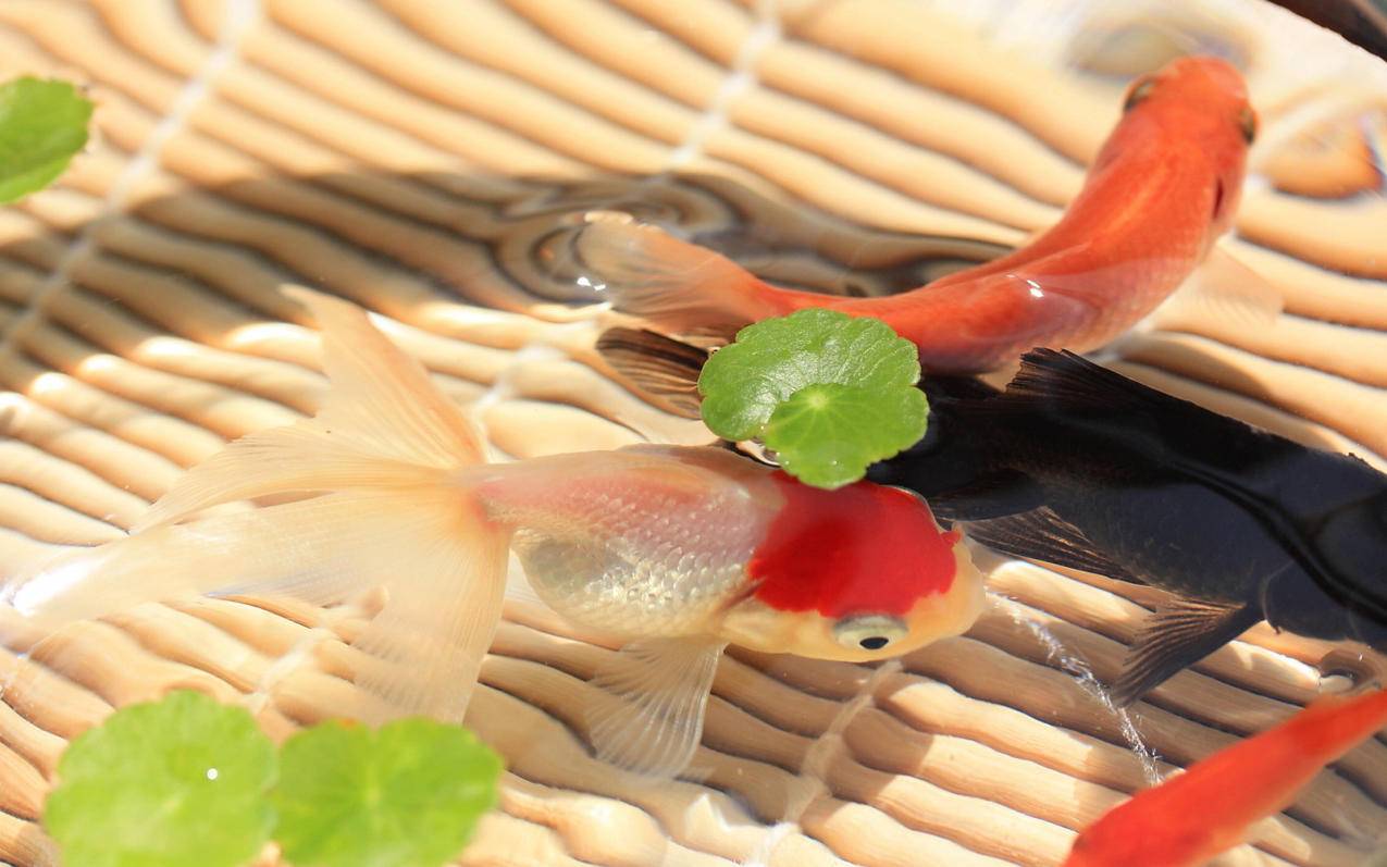 免费苹果id账号大全香港无锁定账号_免费苹果id账号大全香港无锁定账号密码 - 香港苹果ID - 55dz账号网