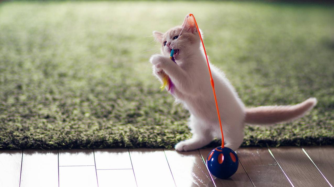 美服云顶自定义怎么加人口_美服云顶有自定义吗 - 美国苹果ID - 55dz账号网