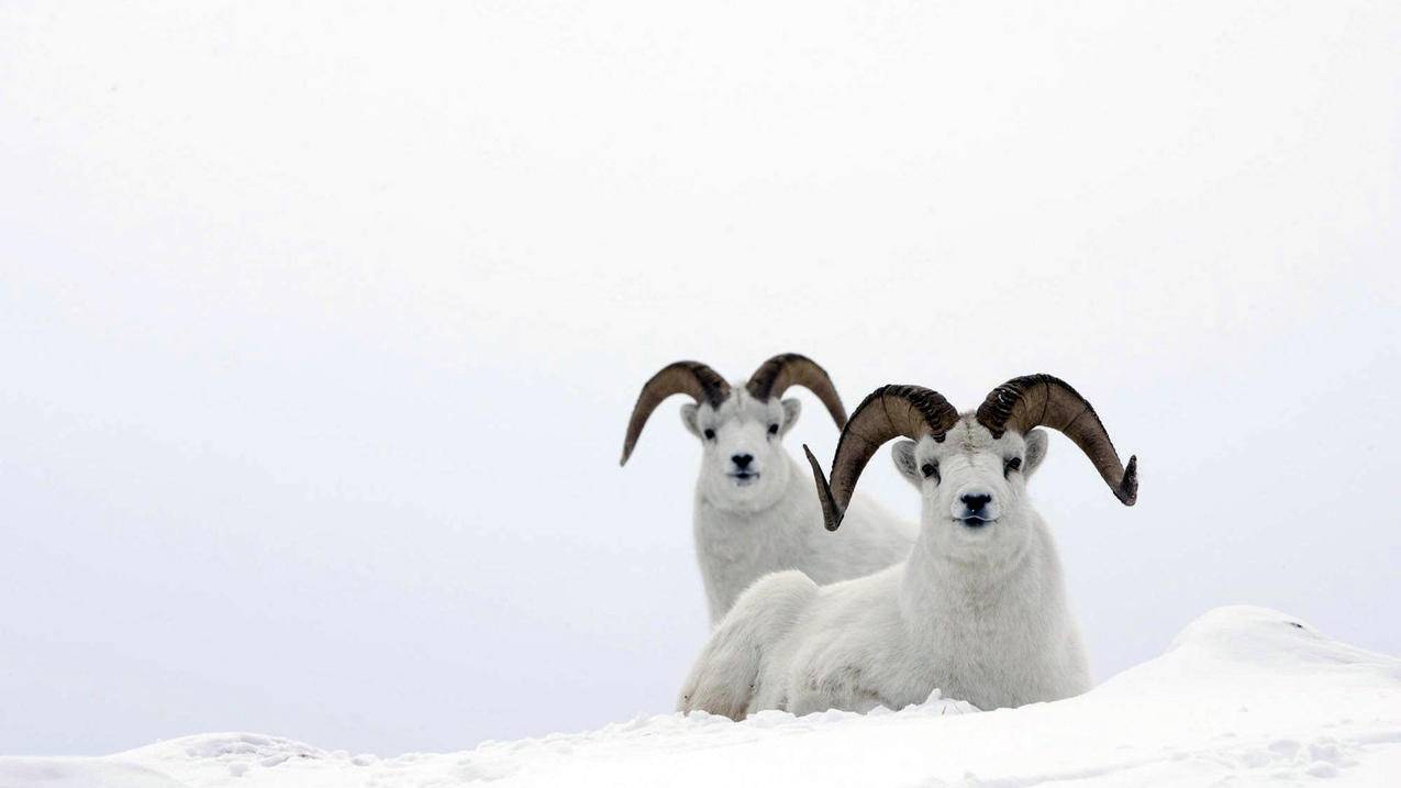 qq赞在线刷赞免费 - 免费业务自助代刷平台,快手刷粉死粉墨言代刷网抖音,汇想卡盟平台官网