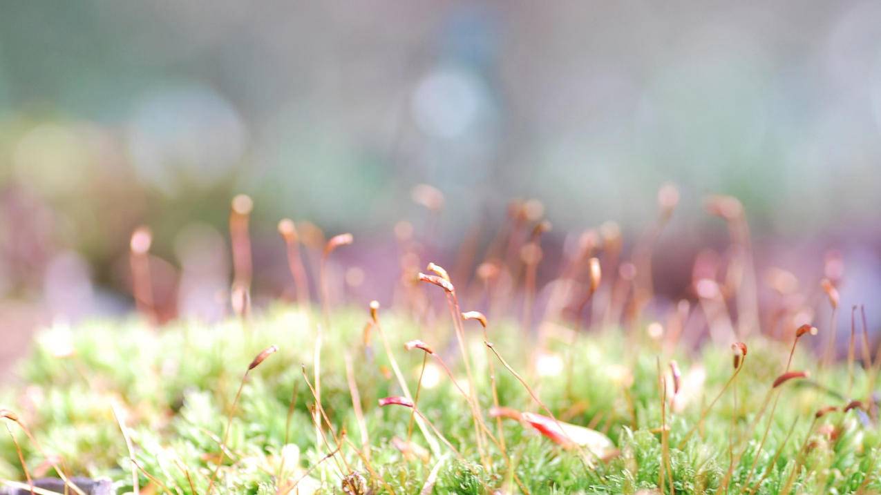 小火箭节点是干嘛用的  ( 小火煎加速器怎么用啊? ) - 55dz账号网