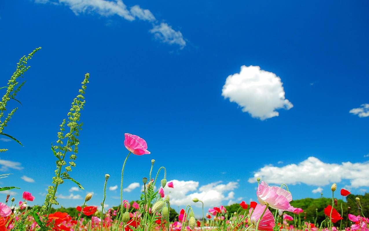 外网越南apple id分享2022（苹果越南id号共享2020） - 各区苹果ID - 55dz账号网