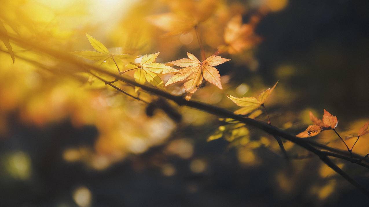 腾讯视频韩国苹果id密码是什么_求韩国苹果id账号 - 韩国苹果id - 55dz账号网