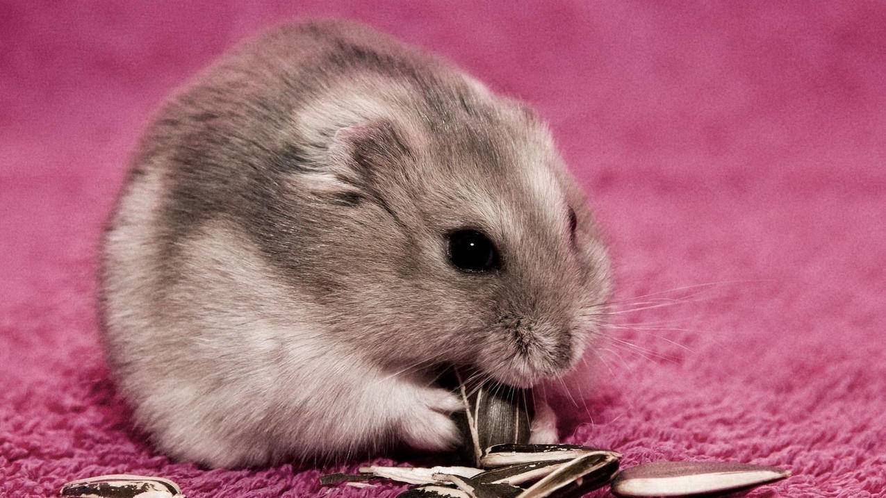 代刷网推广抖音真人,抖音免费点赞在线自助平台,QQ空间赞免费领10