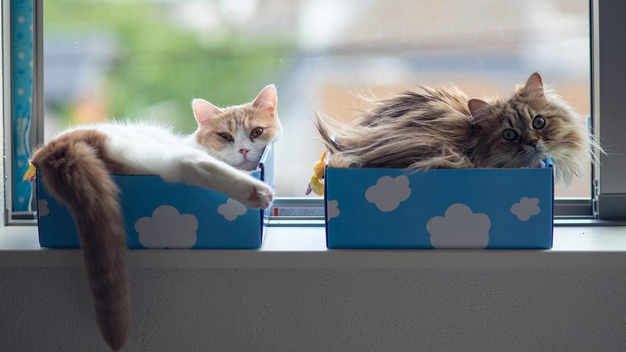 摩托车废油管有什么用?_摩托车废气管滴油 - youtube相关 - 55dz账号网