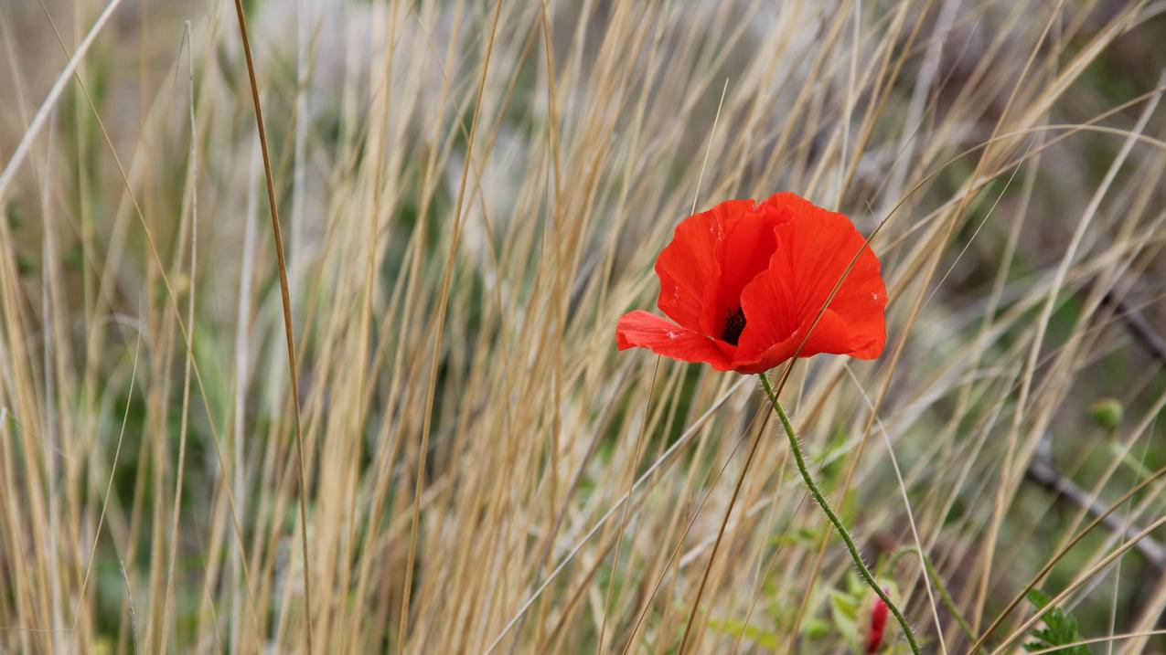 在线刷qq空间访问量-代刷快手作品赞的网站,领赞网站免费,拼多多新用户助力网站在线刷